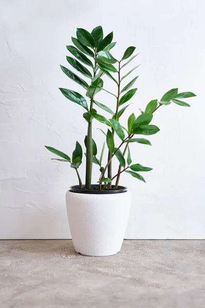 stock image Zamioculcas houseplant in white ceramic pot on concrete table at home.