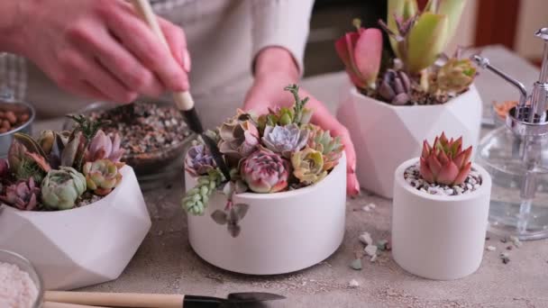 Fazekak Szobanövények Csoportjaival Betonasztalon Echeveria Pachyveria Opalina Succulents — Stock videók