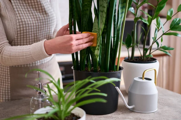 stock image Woman taking care of Potted Sansevieria house plant at home.