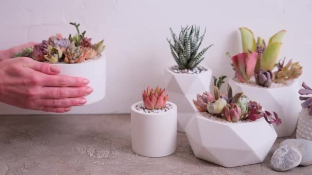 Pots Avec Des Groupes Plantes Intérieur Sur Table Béton Echeveria — Video