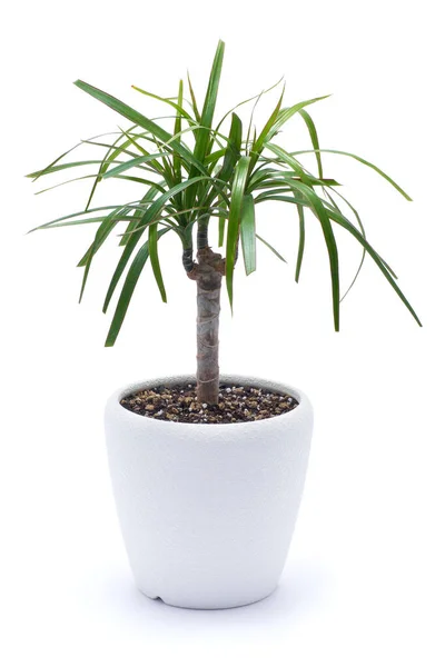 Dracaena Hauspflanze Einem Topf Isoliert Auf Weißem Hintergrund — Stockfoto