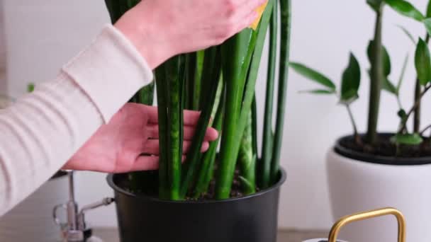 家で鉢植えのサンセベリアの家の植物の世話をする女性 — ストック動画