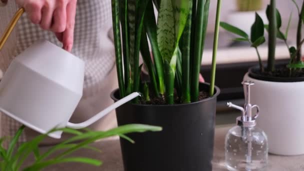 Γυναίκα Που Φροντίζει Potted Sansevieria Σπίτι Φυτό Στο Σπίτι — Αρχείο Βίντεο