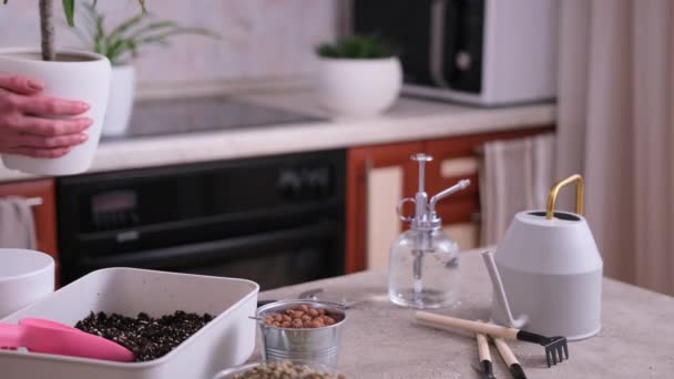 自宅で鉢植えのドラセナ家植物を保持女性 — ストック動画