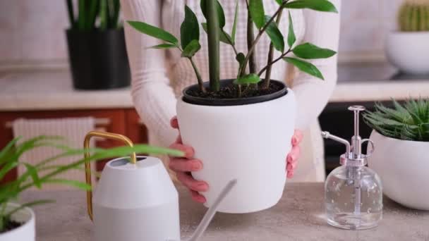 自宅で鉢植えのザミアンカシスの家の植物を保持女性 — ストック動画