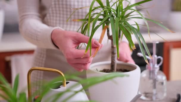 Potted Sansevieria Zamioculcas Házi Növények Betonasztalon Otthon — Stock videók
