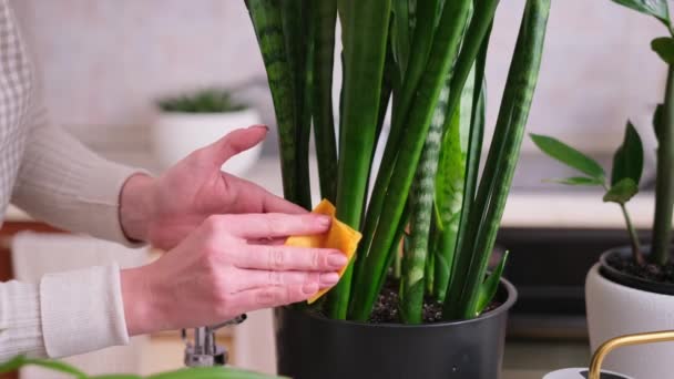 家で鉢植えのサンセベリアの家の植物の世話をする女性 — ストック動画