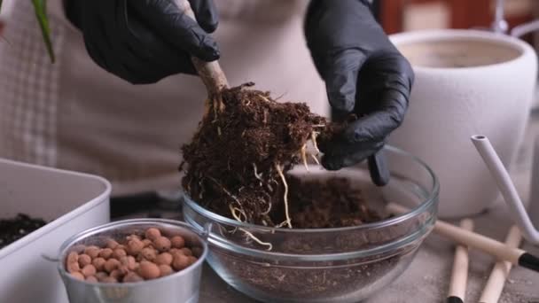Mujer Replantando Dracaena Planta Casa Casa — Vídeo de stock