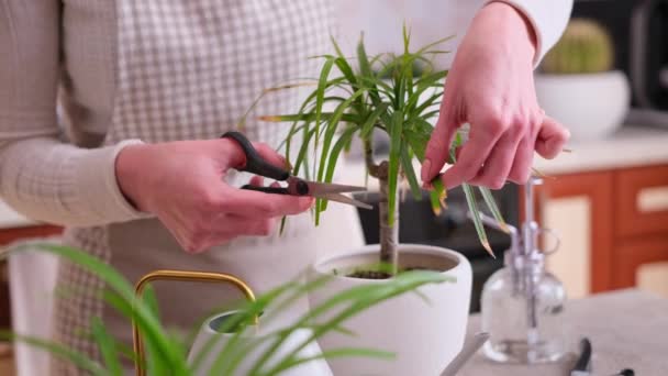 自宅で鉢植えのドラセナ家植物の世話をする女性 — ストック動画