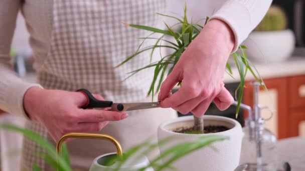 自宅で鉢植えのドラセナ家植物の世話をする女性 — ストック動画