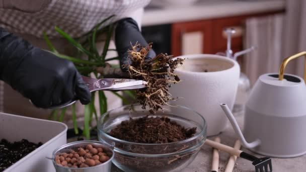 在家里重新种植德拉卡纳室内植物的妇女 — 图库视频影像