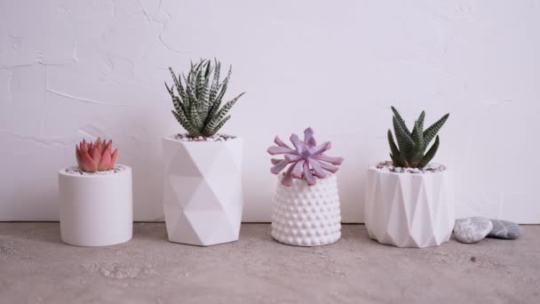 Pots Groups Houseplants Concrete Table Echeveria Pachyveria Opalina Succulents — Stock Video