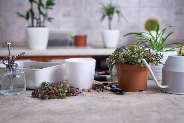 Jardinage Callisia Repens Dans Pot Maison — Photo