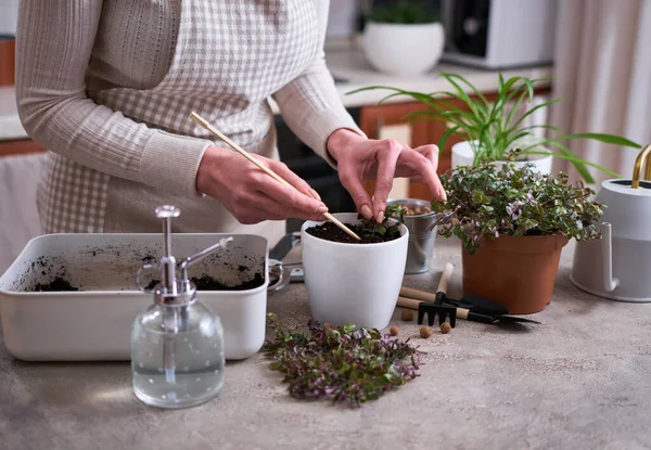 Ház Kertészkedés Ültetés Callisia Repens Növény Egy Edényben Otthon — Stock Fotó