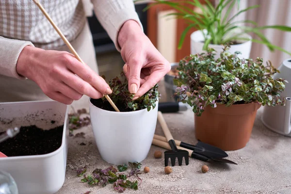 Ház Kertészkedés Ültetés Callisia Repens Növény Egy Edényben Otthon — Stock Fotó