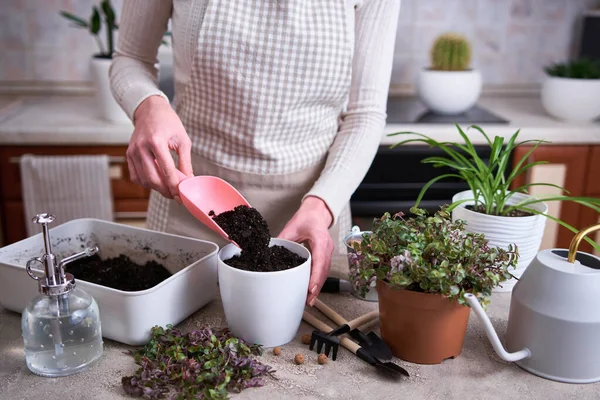 House Gardening Wanita Yang Menanam Tanaman Callisia Bertobat Dalam Panci — Stok Foto