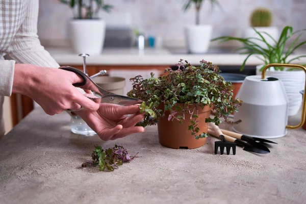 stock image house gardening - Woman taking care of Callisia repens plant in a pot at home.