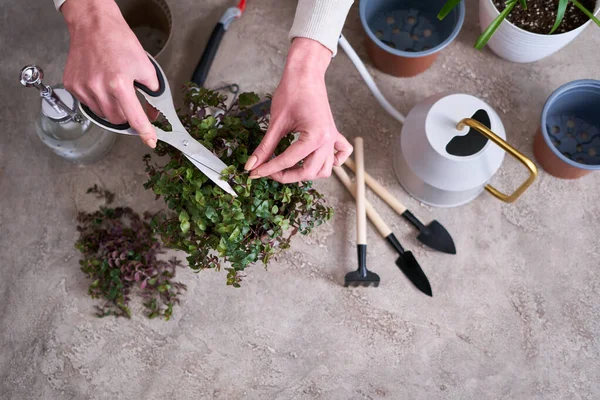 Ház Kertészkedés Vigyáz Callisia Repens Növény Egy Edényben Otthon — Stock Fotó