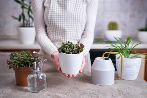 House Gardening Wanita Yang Merawat Tanaman Callisia Pertobatan Dalam Pot — Stok Foto