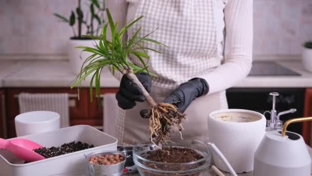 Γυναίκα Αναφύτευση Dracaena Σπίτι Φυτό Στο Σπίτι — Αρχείο Βίντεο