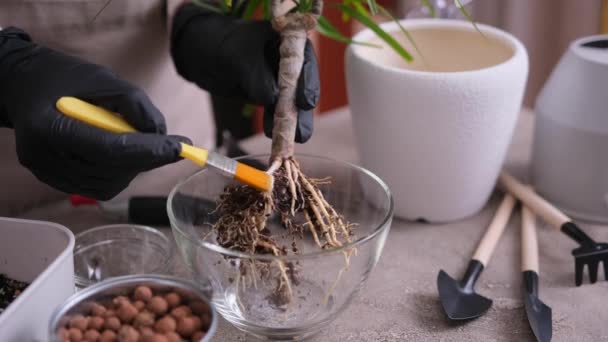 在家里重新种植德拉卡纳室内植物的妇女 — 图库视频影像