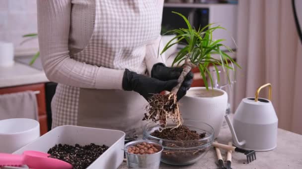 女性は自宅でDracaena家の植物を植え替えます — ストック動画