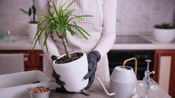 持盆栽德拉卡纳家庭植物的妇女 — 图库视频影像