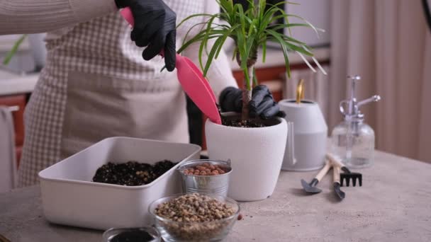 Újratelepítése Dracaena Ház Növény Otthon — Stock videók