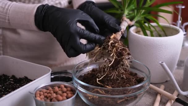 Vrouw Herbeplanting Dracaena Huis Plant Thuis — Stockvideo