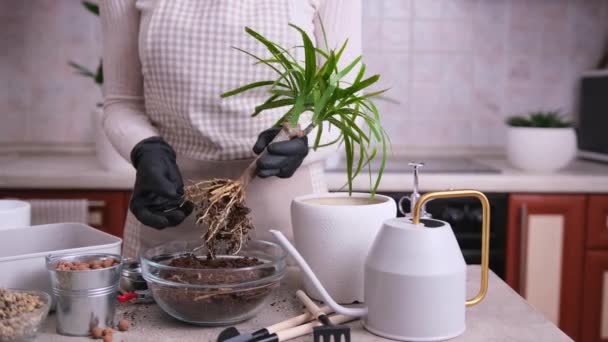 Mujer Replantando Dracaena Planta Casa Casa — Vídeo de stock