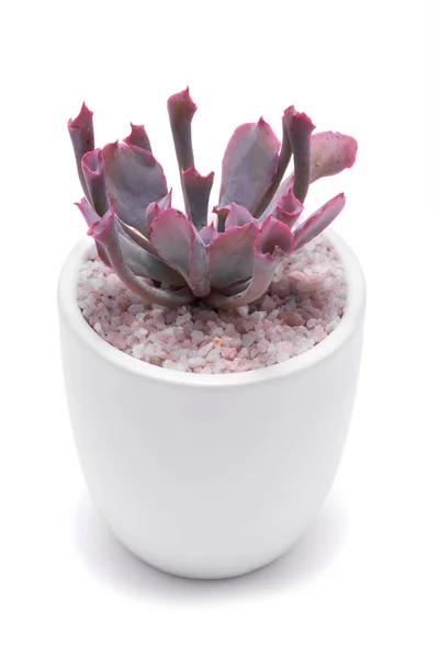 Echeveria Suculento Vaso Florido Isolado Fundo Branco — Fotografia de Stock