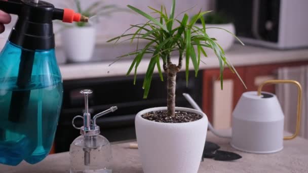 妇女在家中浇灌重新种植的德拉卡纳室内植物 — 图库视频影像