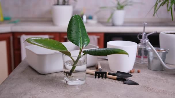 Ficus Elastica Rotad Stickling Ett Glas Hemma Redo För Plantering — Stockvideo