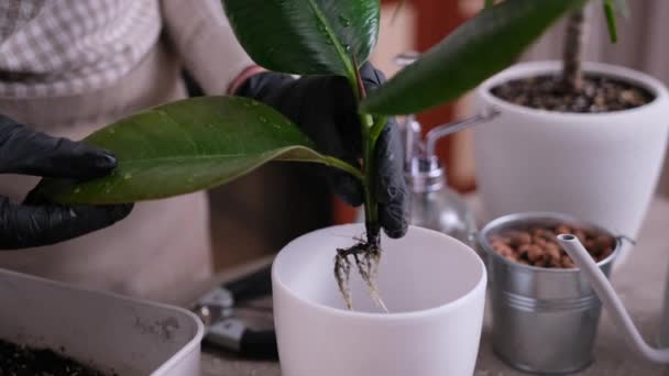 Kvinna Plantering Ficus Elastica Rotad Stickling Hemma — Stockvideo