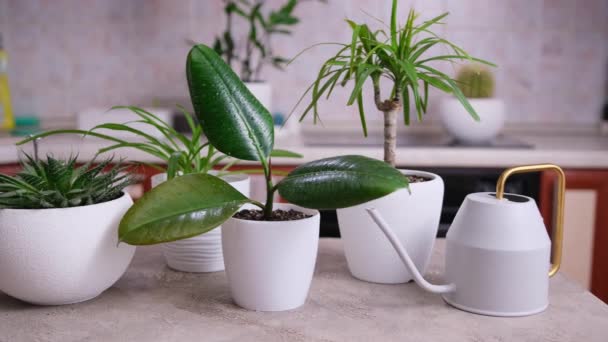 Ficus Elastica Und Andere Zimmerpflanzen Auf Dem Heimischen Betontisch — Stockvideo