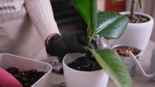 Γυναίκα Φύτευση Ficus Elastica Rooted Κοπής Στο Σπίτι — Αρχείο Βίντεο