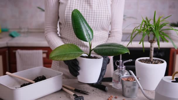 Vrouw Planten Ficus Elastica Geworteld Snijden Thuis — Stockvideo