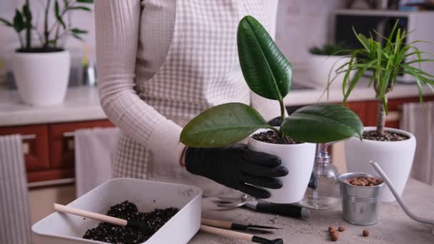 Mulher Plantando Ficus Elastica Corte Enraizado Casa — Vídeo de Stock