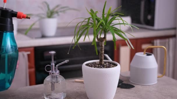 水をまく女性は自宅でDracaena家の植物を植え替えました — ストック動画