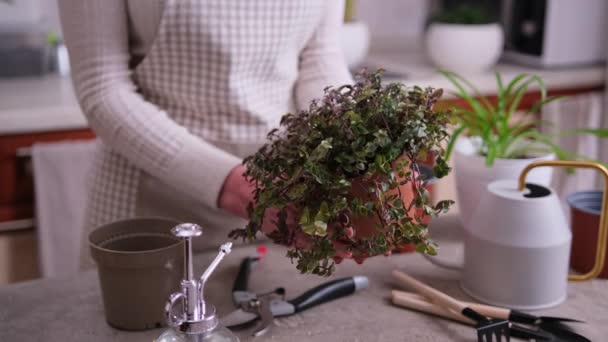 ハウスガーデニング カリシアの世話をする女性は自宅で鍋に植物を悔い改める — ストック動画