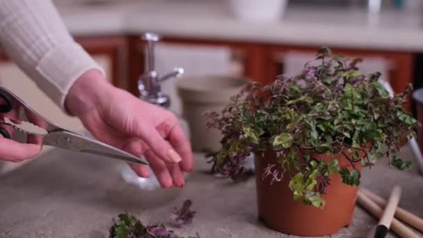 Huis Tuinieren Vrouw Die Zorgt Voor Callisia Repens Plant Een — Stockvideo