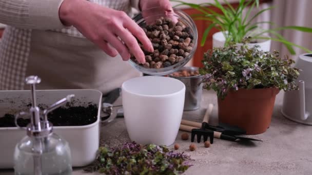 Dom Ogrodnictwo Kobieta Sadzenie Callisia Repens Roślin Garnku Domu — Wideo stockowe