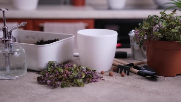 House Gardening Callisia Repens Pot Home — Stock Video