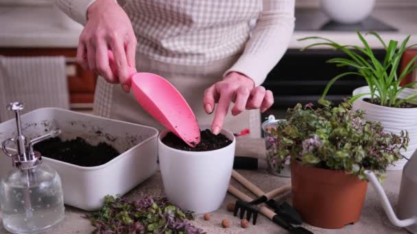 家庭园艺 妇女在家里的锅子里种植卡利西亚芦苇 — 图库视频影像