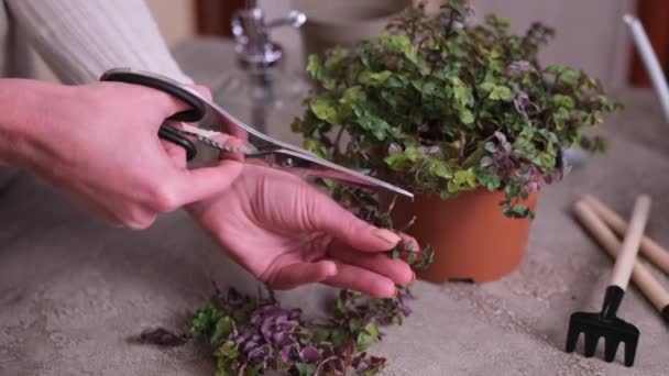 Bahçıvanlığı Callisia Bakan Kadın Evdeki Saksıda Bitki Yetiştirdiğine Pişman Oldu — Stok video