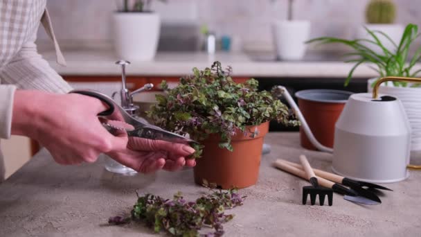 Huis Tuinieren Vrouw Die Zorgt Voor Callisia Repens Plant Een — Stockvideo
