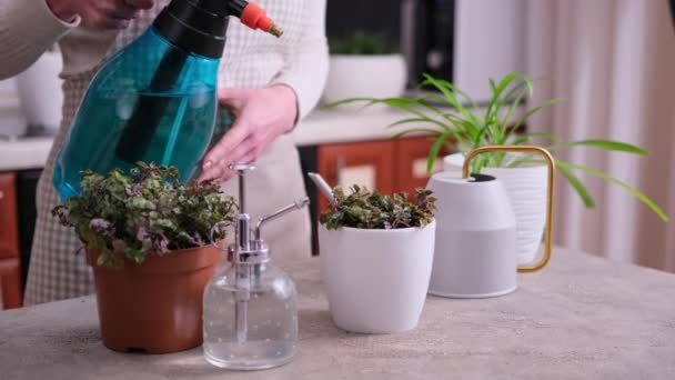 Σπίτι Κηπουρική Γυναίκα Πότισμα Της Καλλιστίας Repens Φυτό Μια Κατσαρόλα — Αρχείο Βίντεο