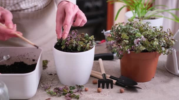 Huis Tuinieren Vrouw Planten Callisia Repens Plant Een Pot Thuis — Stockvideo