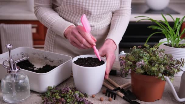 Dom Ogrodnictwo Kobieta Sadzenie Callisia Repens Roślin Garnku Domu — Wideo stockowe