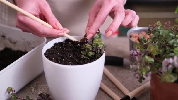Σπίτι Κηπουρική Γυναίκα Φύτευση Καλλιθέα Repens Φυτό Γλάστρα Στο Σπίτι — Αρχείο Βίντεο